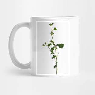 Ivy branch isolated on a white background Mug